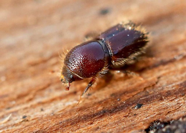 Borkenkfer setzen dem Wald zu.  | Foto: Roland Weihrauch (dpa)