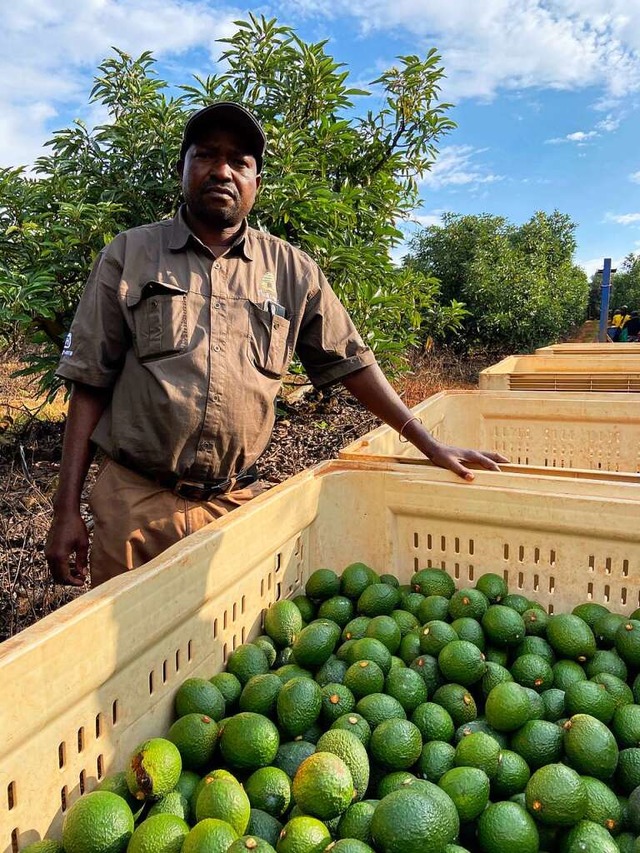 Patrick Kjashuane, Manager einer Avocado-Plantage, ist wachsam.  | Foto: Nicole Macheroux-Denault (dpa)