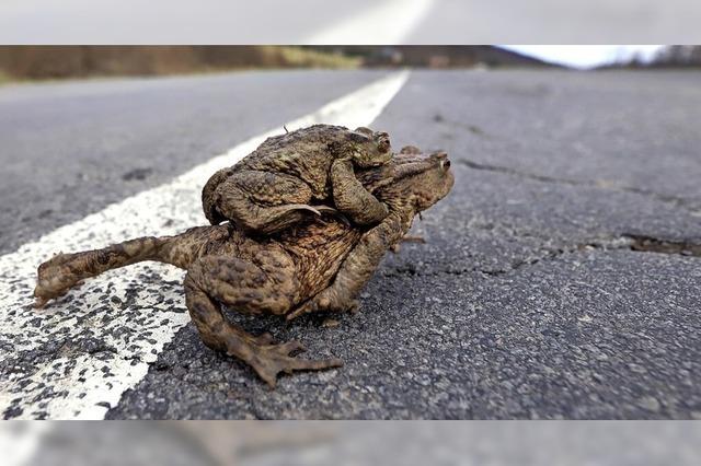 Amphibien sollen geschtzt wandern