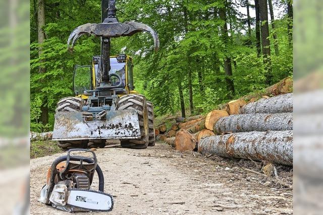 Waldverjngung kommt gut voran