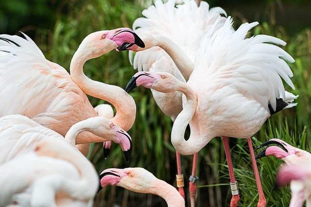 Das Wetter verleidet den Flamingos im Basler Zoo die Lust auf die Paarung