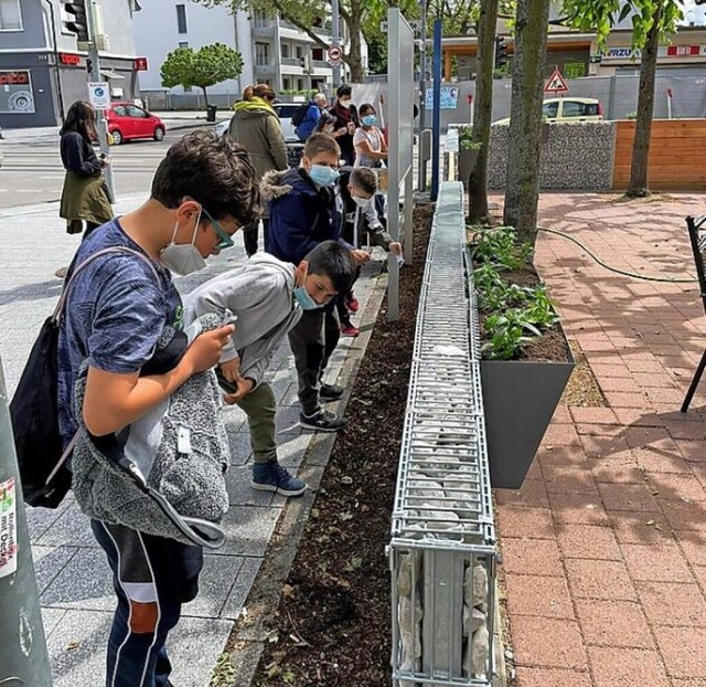 Schler haben in Friedlingen schon Samen gest und hoffen auf Blten.  | Foto: Bekhoucha-Held