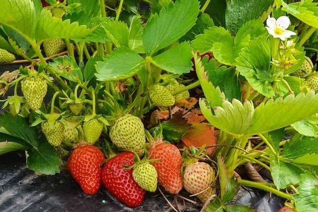 Auf dem Hartheimer Hollihof sind bald die Freiland-Erdbeeren reif