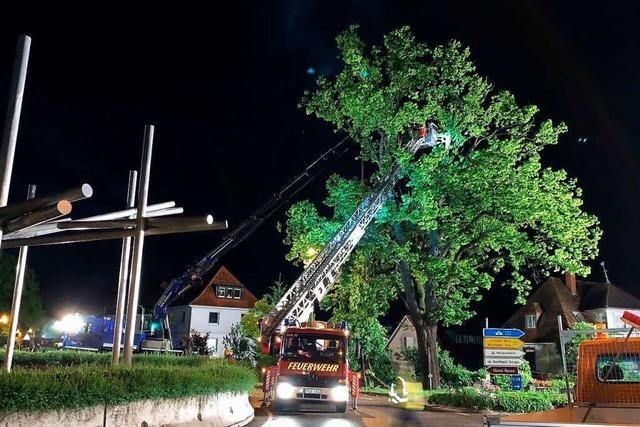 Erneut drohte mchtiges Baumstck in Heitersheim auf die Strae zu strzen