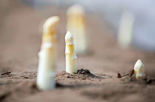 Durch das kalte Wetter begann die Spar...etter wird auch mehr Spargel gegessen.  | Foto: Friso Gentsch (dpa)