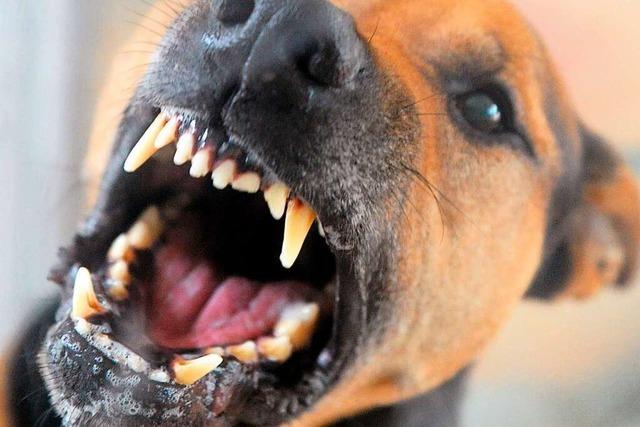 Vorfälle mit Hunden häufen sich in Neuried