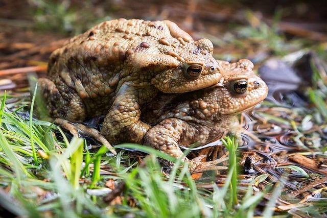 Seelbach plant als erste Gemeinde in der Ortenau ein Biotopnetz