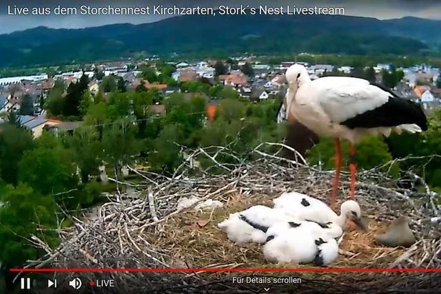 Storchen-Livestream zeigt rund um die Uhr Nest in Kirchzarten