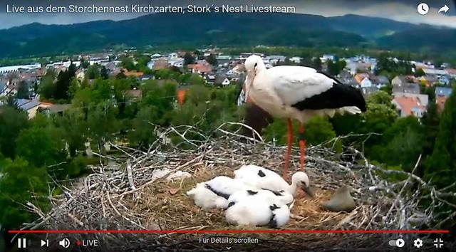 Drei Kken sind derzeit im Nest zu sehen.  | Foto: Sebastian Heilemann
