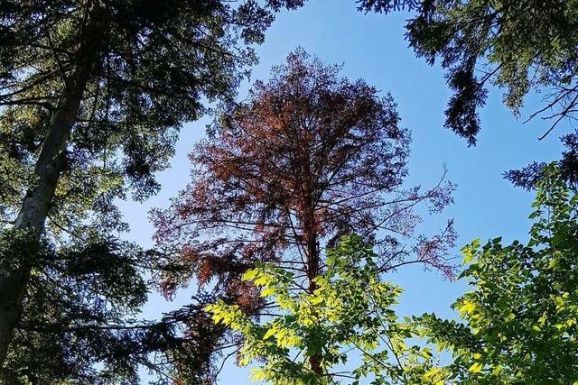 In Waldkirchs Wäldern sterben immer mehr Tannen ab