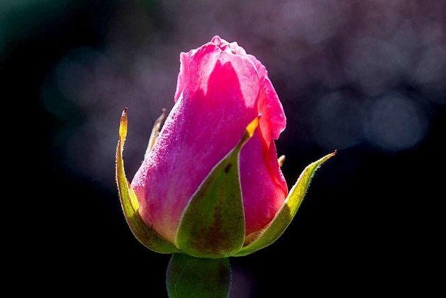 Eine Rose &#8211; wer mit der schnen ... kann sich ber ein Kompliment freuen.  | Foto: Jens Bttner (dpa)