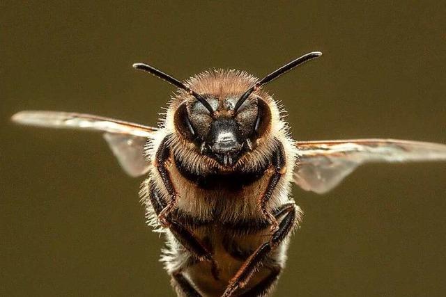 Von Blte zu Blte: Bienen im Anflug auf Museum Haus Lwenberg