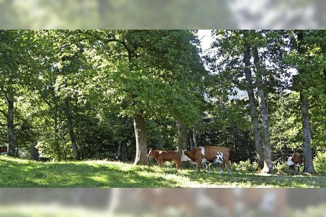 Historische Waldnutzung erhalten und sichern