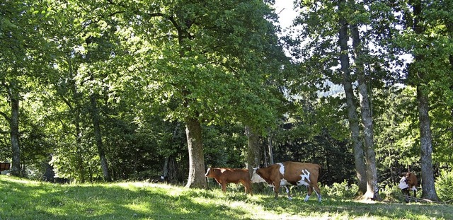 Lichte, eichenreiche Waldbestnde, die...andschaft des Mittleren Schwarzwaldes.  | Foto: Landratsamt Emmendingen - Hans Page
