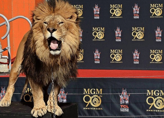 Maskottchen Leo bei der Feier zum 90-jhrigen MGM-Bestehen  | Foto: imago stock&people