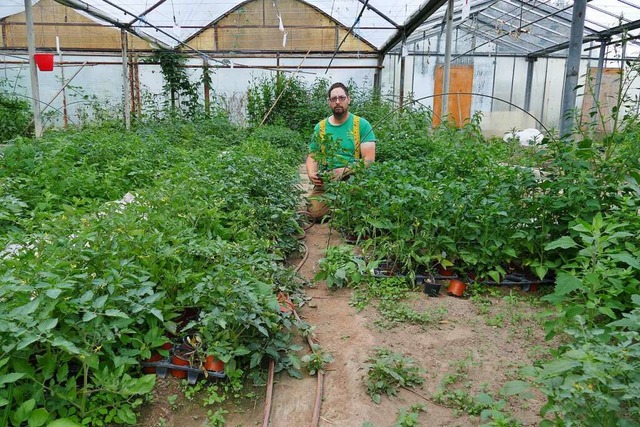 25 verschiedene Sorten an Tomaten hat ...den inzwischen stattlichen  Gewchsen.  | Foto: Ulrich Senf
