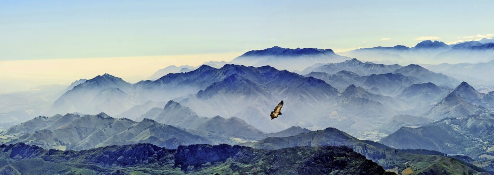 Ein Gänsegeier kreist über den Picos d...igen Nationalpark im Norden Spaniens.   | Foto: Dirk Weber