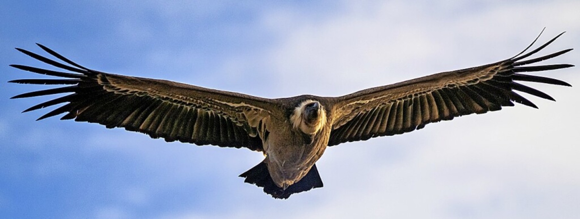 Ein Geier im Anflug: In spanischen Nationalparks kein seltenes  Bild.  | Foto: rudiernst - stock.adobe.com