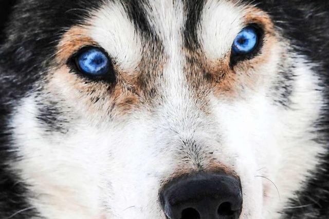 Schwedische Studie: Gestresste Hundehalter stecken ihre Tiere an