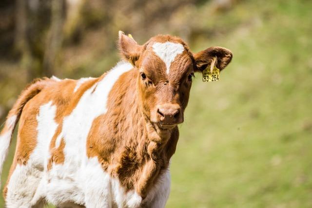 Abtreibung zum Wohl des Tieres? Bio-Landwirt streitet mit Behrden