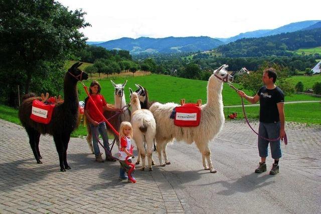 Auf dem Ruhbauernhof in Dietenbach geht’s mit Lamas auf Tour