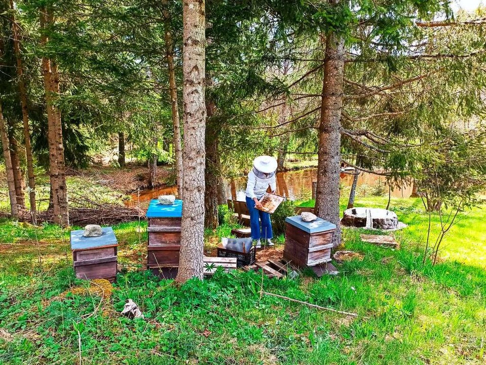 Der perfekte Ort für Bienenvölker: win...Imker nach Möglichkeit nach Süden aus.  | Foto: Anja Bieber