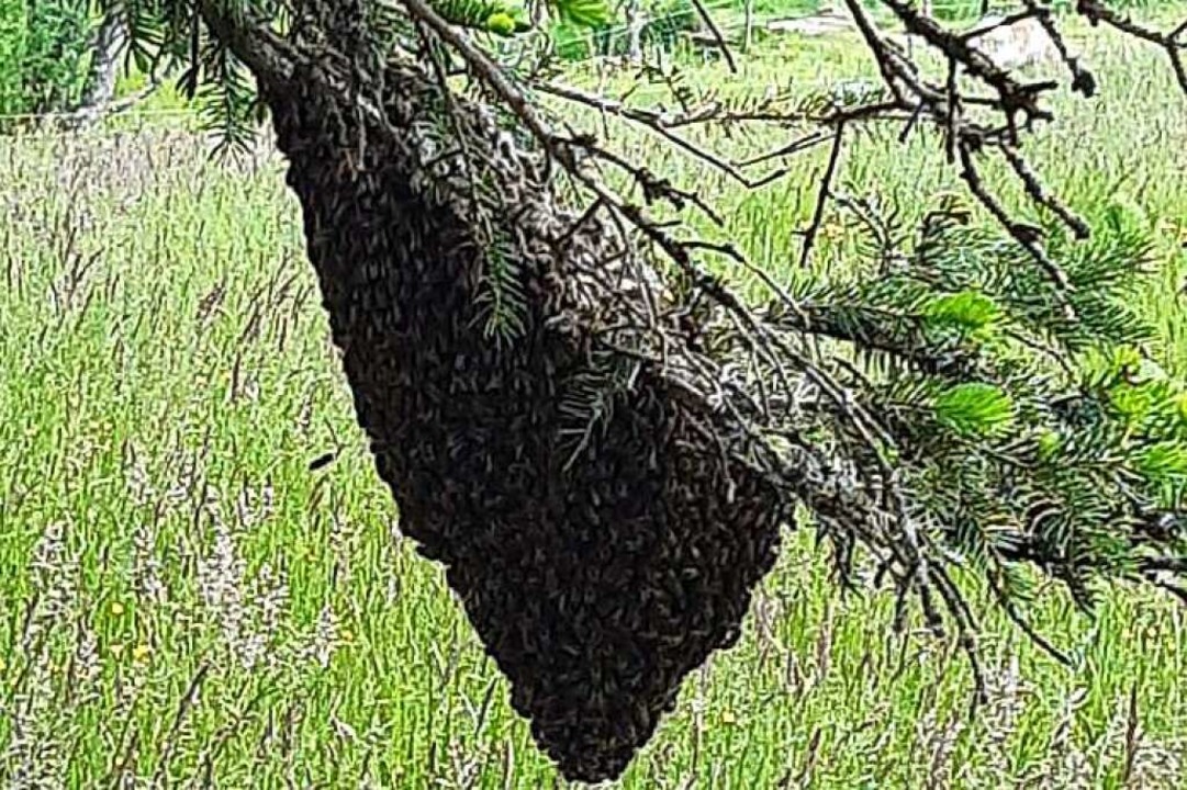 Wer einen Bienenschwarm in freier Wild...ieht, sollte  einen Imker informieren.  | Foto: Anja Bieber