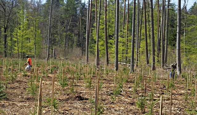 Blick in den Gemeindewald in Jestetten...uglasien wieder aufgeforstete Flche.   | Foto: suedkurier