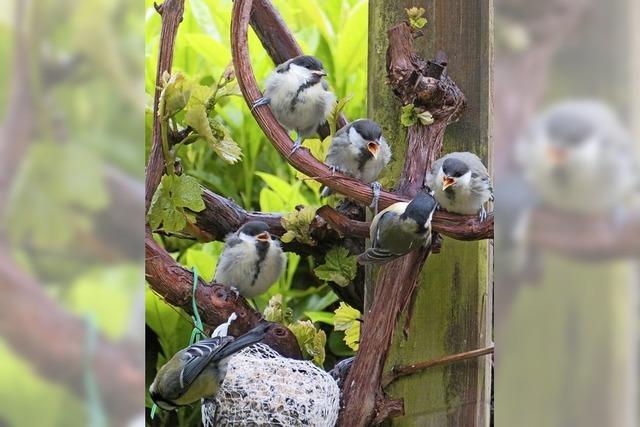 Gartenszene mit Vogelgru