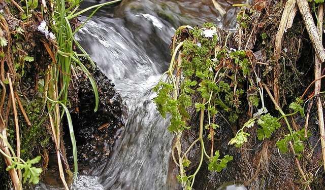 Die Niederschlge der letzten Zeit hab... Trinkwasserquellen schtten sehr gut.  | Foto: Wolfgang Adam