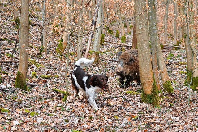 Szene aus einem &#8222;Schwarzwildgew...211; mitunter drehen sie den Spie um.  | Foto: Landesjagdverband Baden-Wrttemberg