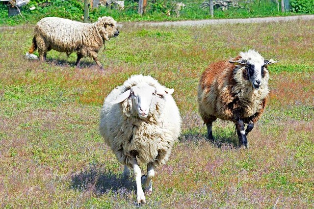 Diese Betzenhauser Schafe mssen sich bald mit einem Neubaugebiet arrangieren.  | Foto: Michael Bamberger