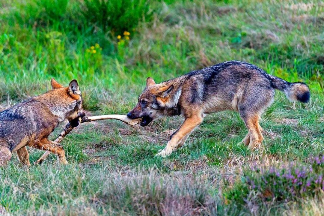 Wölfe in freier Wildbahn  | Foto: Axel Gomille