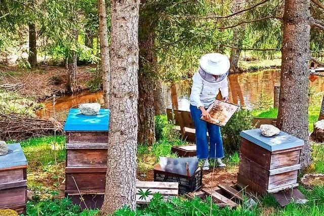 Bienen im Hochschwarzwald hat der kühle Frühling wenig ausgemacht