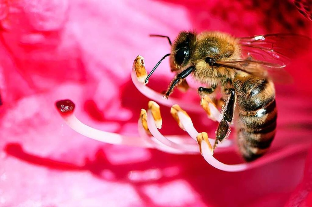 Wie geht es den Bienen im Jahr 2021?  | Foto: Swen Pförtner (dpa)