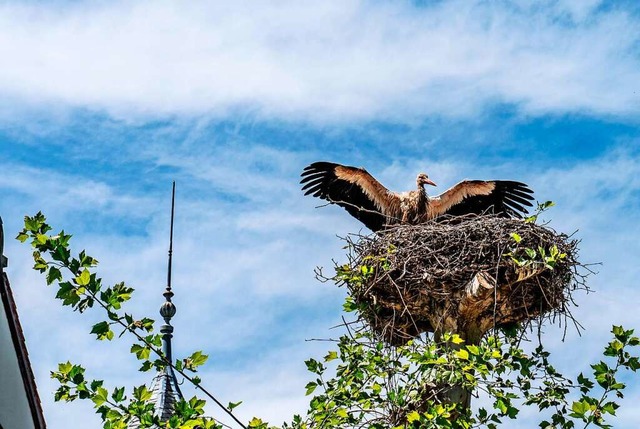 Das Elsass ist wieder Storchenland &#8211; das war nicht immer so.  | Foto: Anne Telw