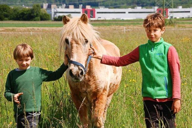 Pony Faxi aus Rheinfelden ist nicht verwahrlost – es ist einfach nur alt