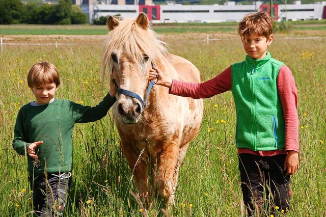 Islandpony Faxi fhlt sich bei Familie Brugger wohl.  | Foto: Petra Wunderle