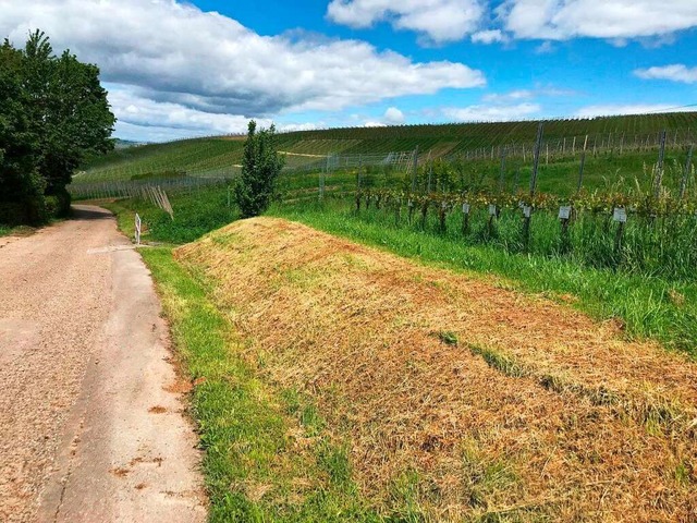 Sauber gemht, aber fr Bienen gibt&#8...schung am Ziegelackerweg am Tllinger.  | Foto: Bernhard Scharf