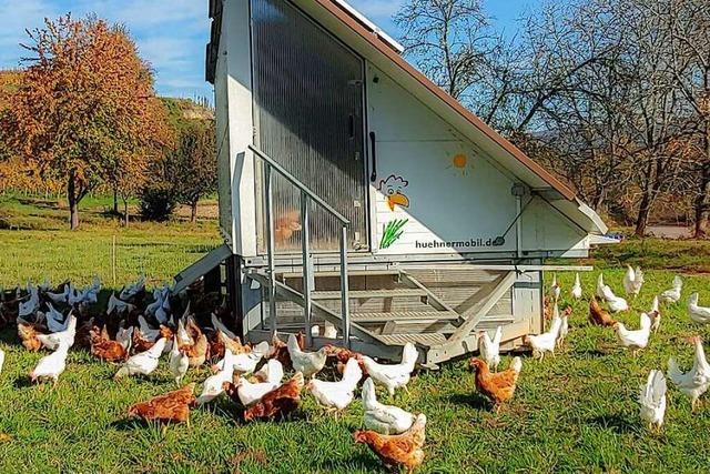 Bauantrag für mobilen Hühnerstall sorgt für Verwunderung im Huttinger Ortschaftsrat