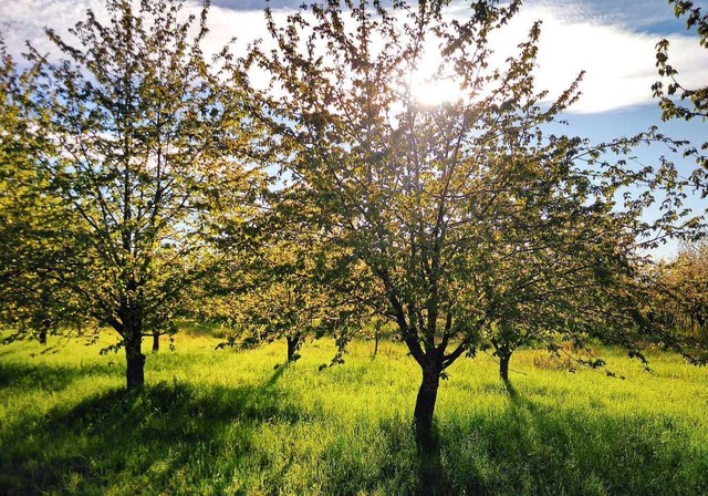 Mehr als 100 Kirschbume wurden einst ...agt der Arbeitskreis Natur und Umwelt.  | Foto: Ingo Kramer