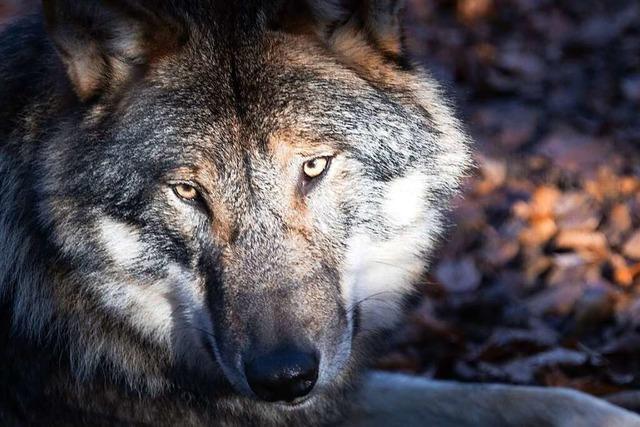 Neue Umweltministerin spricht sich für Abschuss einzelner Wölfe aus