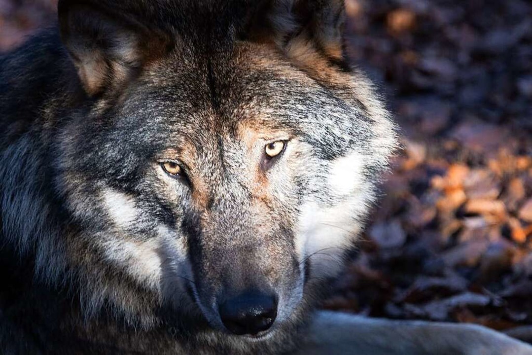 Ein Wolf in einem Brandenburger Tierpa...assen sich nicht so gut fotografieren.  | Foto: Soeren Stache (dpa)