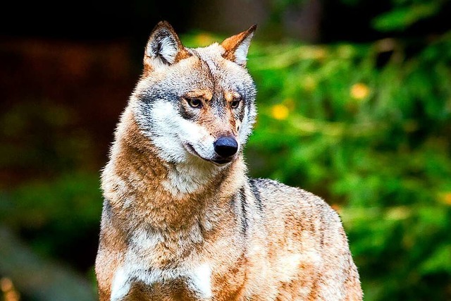 Ein neuer Wolf wurde bei Hinterzarten gesichtet.  | Foto: Patrick Pleul