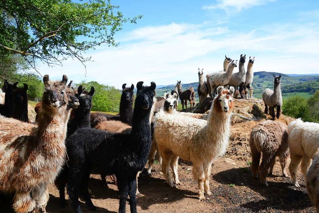 Lamas sind sehr neugierige Tiere. Mnn... sehenden &#8222;Dominanzhgel&#8220;.  | Foto: Annette Mahro