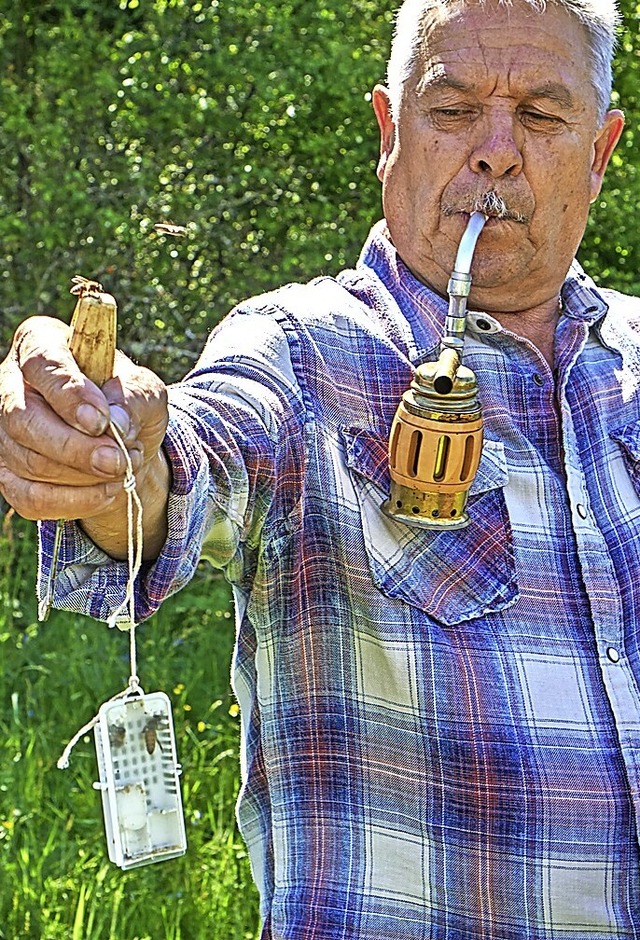 Der Vorsitzende des Imkervereins, Rolf...nigin eines  seiner Bienenksten vor.  | Foto: Julia Becker