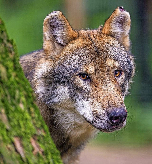 Im Rinkengebiet in Hinterzarten  riss ...ein Symbolfoto, ein Reh im Staatswald.  | Foto: Lino Mirgeler (dpa)