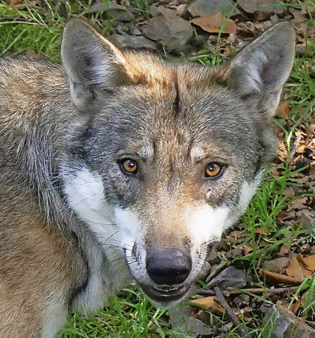 Der Wolf zieht durch den Landkreis.  | Foto: Martin Wagner (imago)