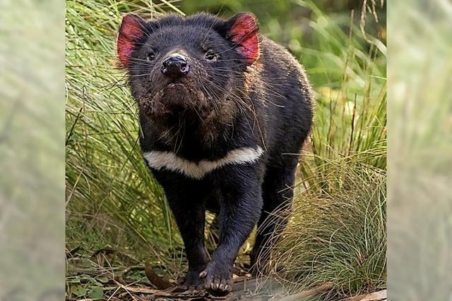 Tasmanische Teufel leben wieder auf dem Festland