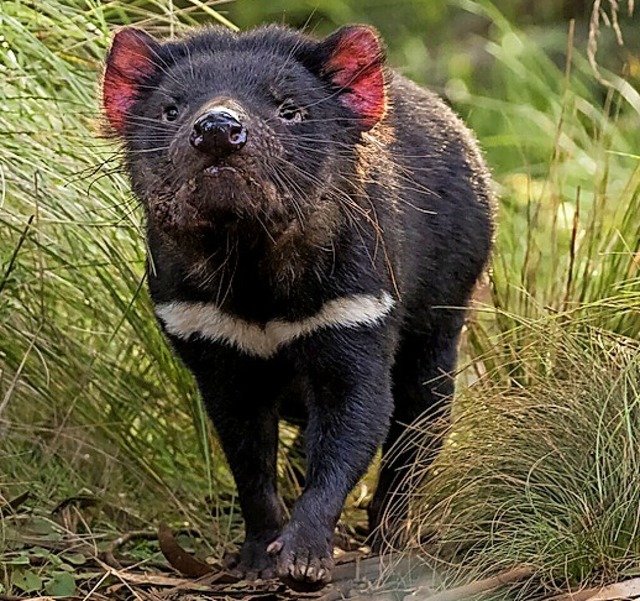 Tasmanischer Teufel  | Foto: David Stowe (dpa)